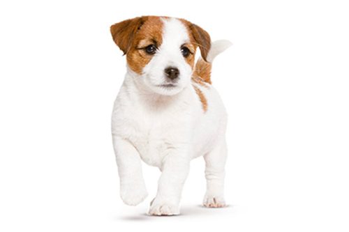 Blog-1